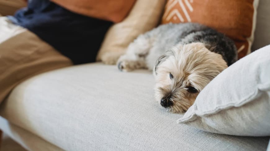 Hund krank Hund schläft auf Sofa