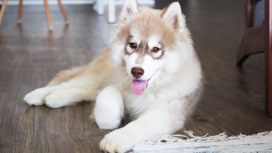 Malamut Welpe Malamut Welpe