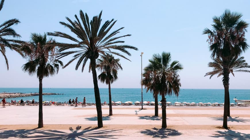 In Barcelona bekommst du Stadt und Strand zugleich. Palmen an der Promenade mit Blick aufs Meer.