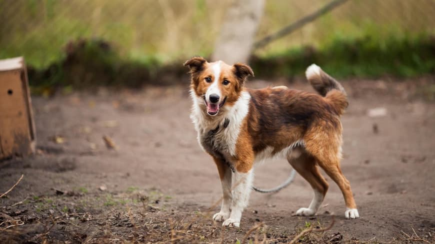 Schwierige Hunderassen sind zum Beispiel der Border Collie oder Beagle. Border Collie