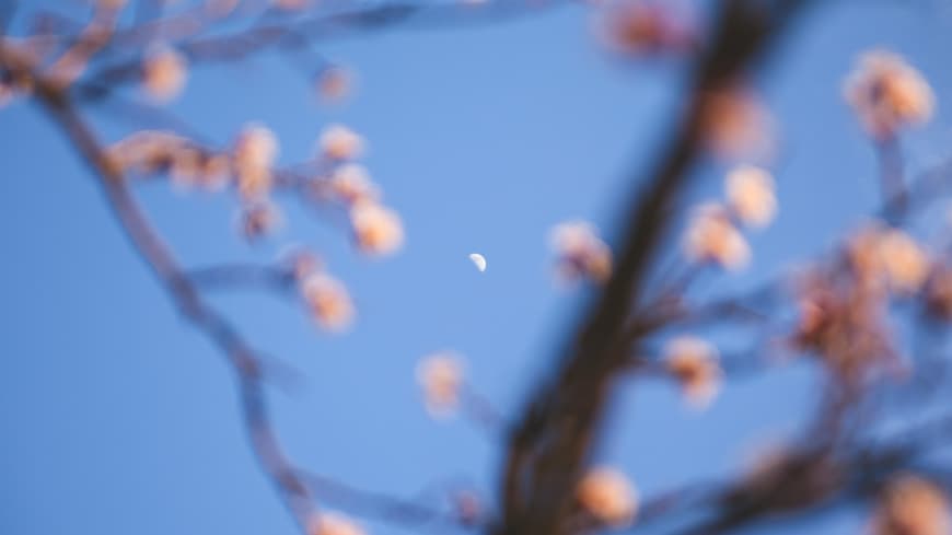 Worauf sich dein Sternzeichen an diesem Wochenende noch gefasst machen kann, erfährst du hier. Der Mond scheint durch Frühlingszweige