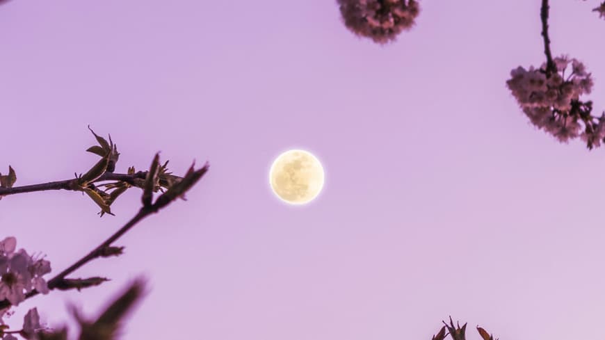Der Pink Moon im April wirkt sich massiv auf unsere Gefühlswelt aus. Vollmond vor rosa Himmel