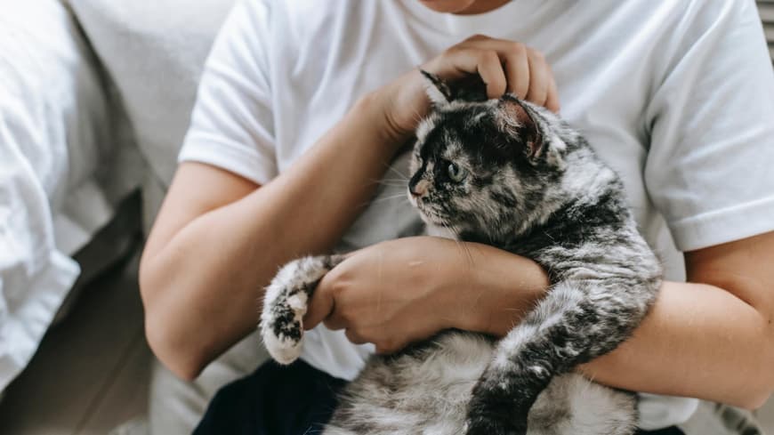 Verschmuste Katzenrassen lassen sich sogar auf dem Arm halten. Frau hält eine Katze auf dem Arm und schmust mit ihr.