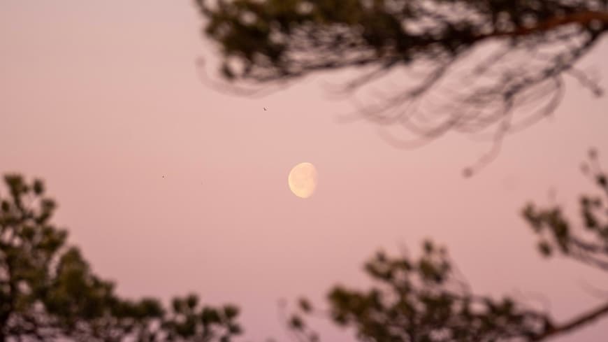 Für 3 Sternezichen wird das Leben ab jetzt spürbar leichter! Mond hinter Ästen