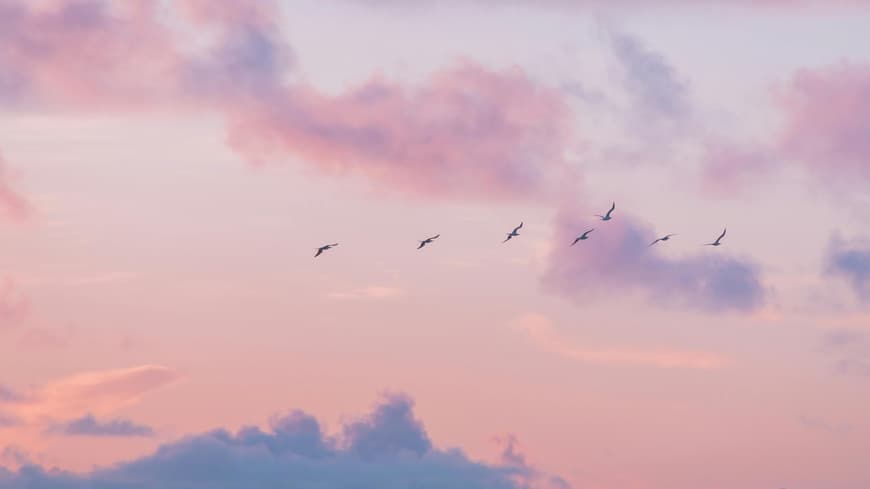 Worauf sich dein Sternzeichen noch bis Ende dieser Woche gefasst machen kann, erfährst du hier. Abendhimmel mit Vögeln