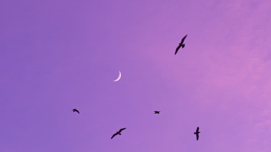 Neumond an lila Abendhimmel Neumond an lila Abendhimmel