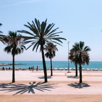 In Barcelona bekommst du Stadt und Strand zugleich. Palmen an der Promenade mit Blick aufs Meer.