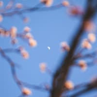 Worauf sich dein Sternzeichen an diesem Wochenende noch gefasst machen kann, erfährst du hier. Der Mond scheint durch Frühlingszweige