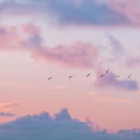 Worauf sich dein Sternzeichen noch bis Ende dieser Woche gefasst machen kann, erfährst du hier. Abendhimmel mit Vögeln