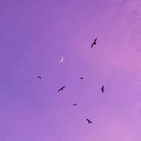 Neumond an lila Abendhimmel Neumond an lila Abendhimmel