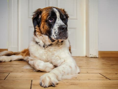 Hunderassen, die besonders familienfreundlich sind