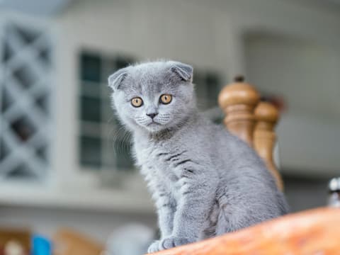 diese-5-katzen-rassen-sind-wie-hunde-schottische-faltohratze