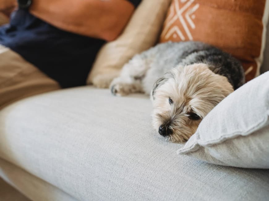 Hund krank Hund schläft auf Sofa