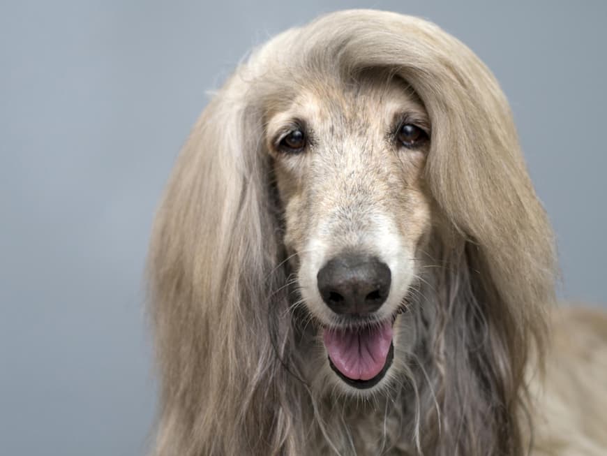 Der Windhund hat langes Fell. Afghanischer Windhund mit gräulichem Fell.