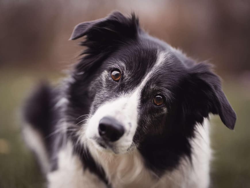Der Border Collie ist ein echter Familienhund. Border Collie mit schrägem Kopf.