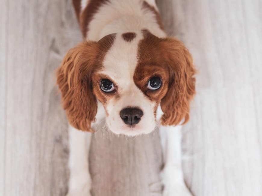 Der Cavalier King Charles Spaniel hat einen echten Hundeblick drauf. Cavalier King Charles Spaniel mit braun-weißem Fell guckt in die Kamera.