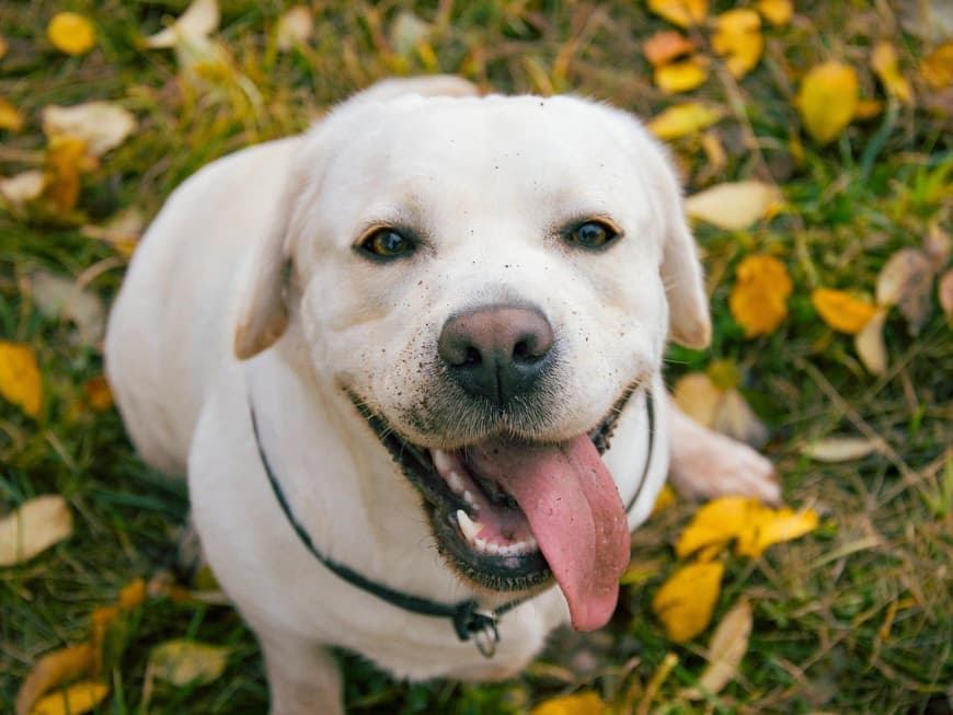Labradore sind besonders verschmust. Heller Labrador mit Zunge draußen