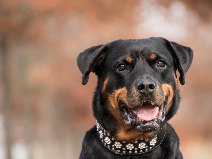 5 Hunderassen, die besonders klug sind