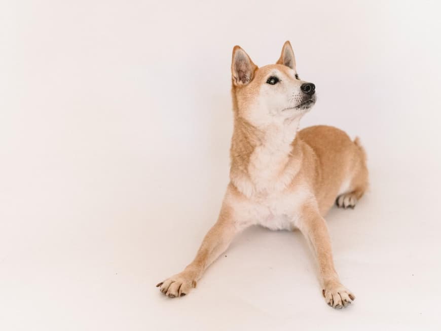 Akita Inu Hunderasse Akita Inu Hunderasse