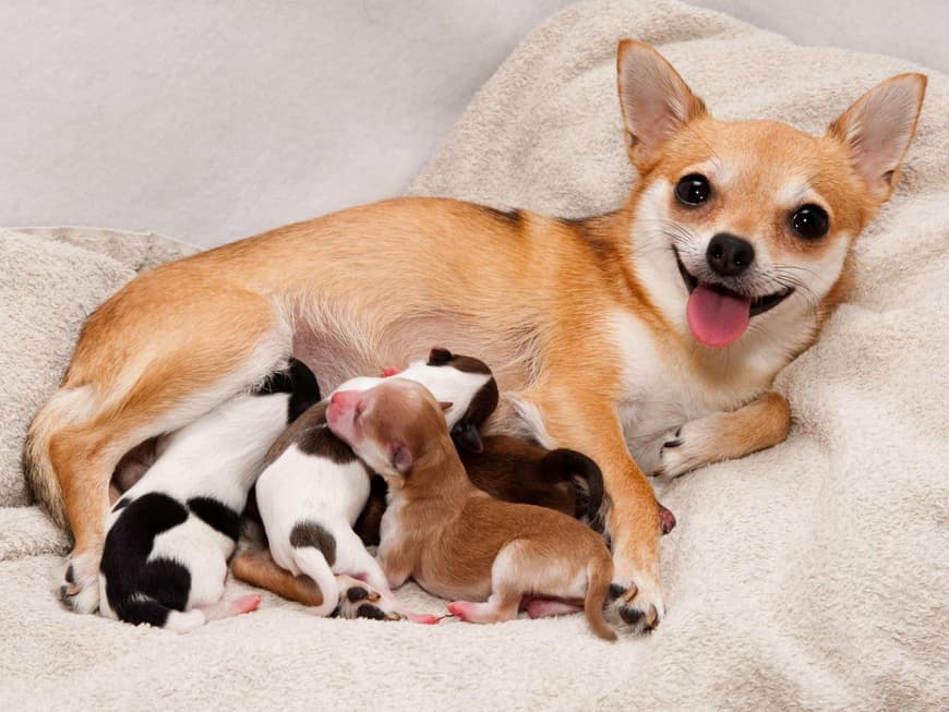 Hund schwanger Symptome Hundemutter mit Welpen