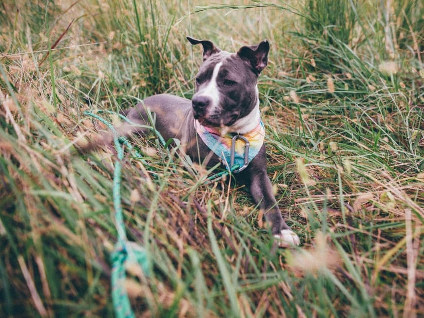 Der Staffordshire Terrier ist verschmuster als man denkt. Staffordshire Terrier liegt im Gras.