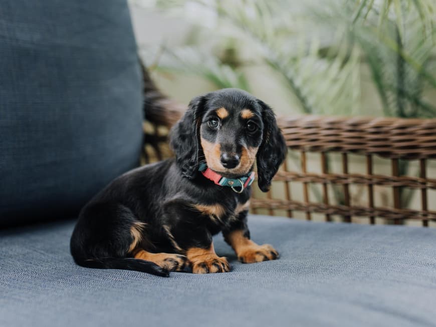 Der Dackel ist eine beliebte Hunderasse. Ein Dackel sitzt auf einem Stuhl.