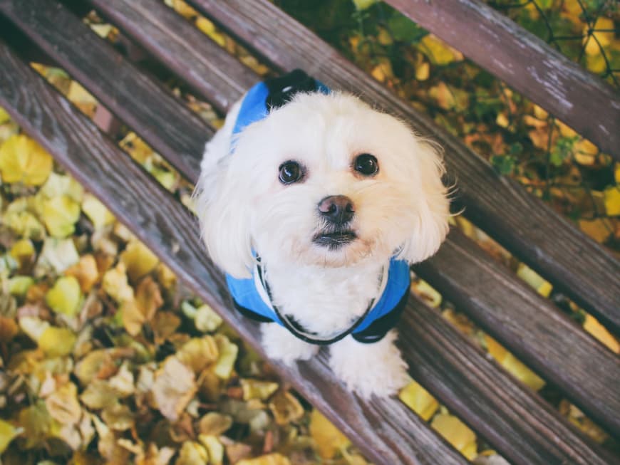 Malteser sind kleine und verschmuste Hunde. Weißer Malteser mit einer blauen Jacke an.