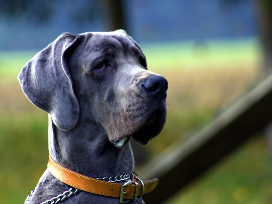 Die Dogge hat kurzes Fell. Dogge