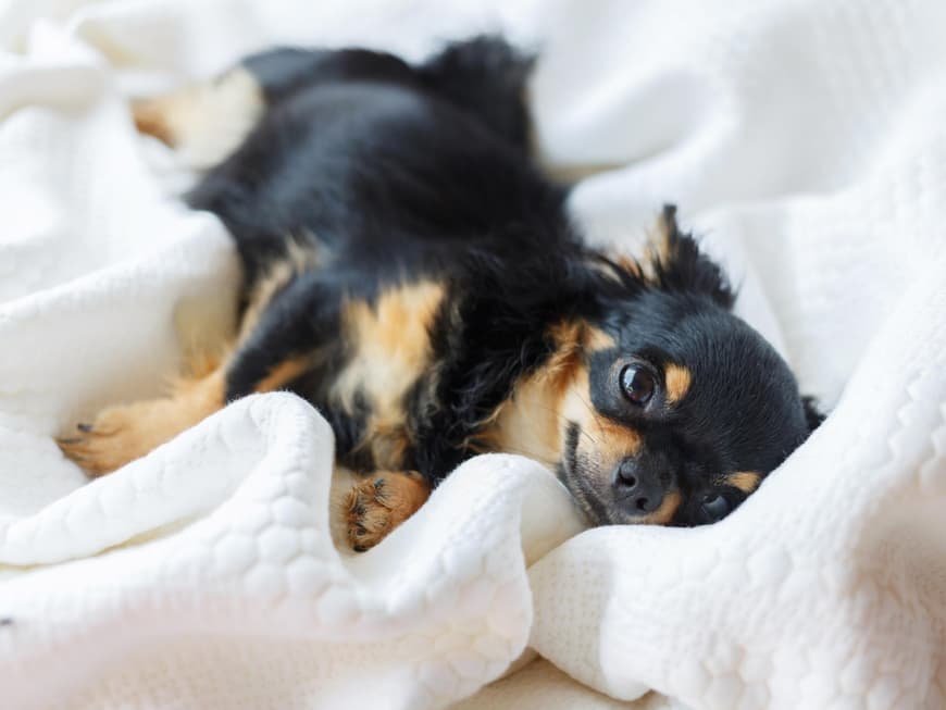 Hud schwanger Symptome Schwangerer Hund