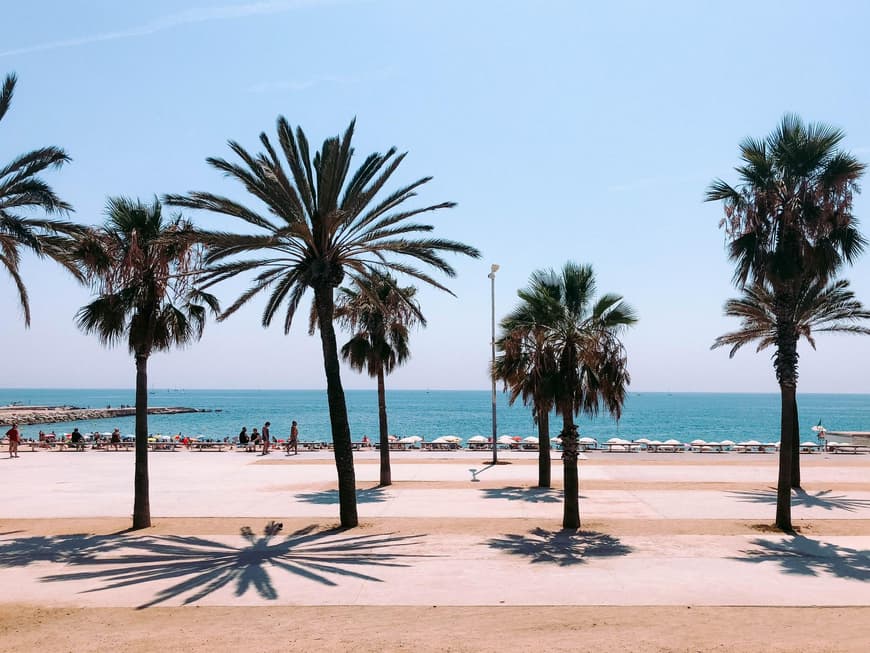 In Barcelona bekommst du Stadt und Strand zugleich. Palmen an der Promenade mit Blick aufs Meer.