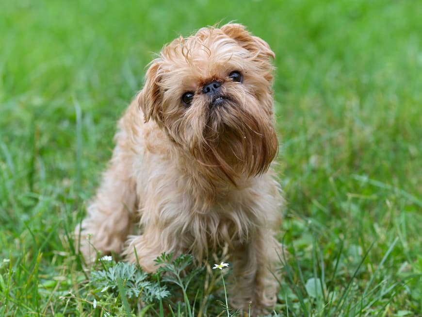 Der Brüsseler Giffon ist sehr verschmust. Brüsseler Giffon auf einer Wiese.