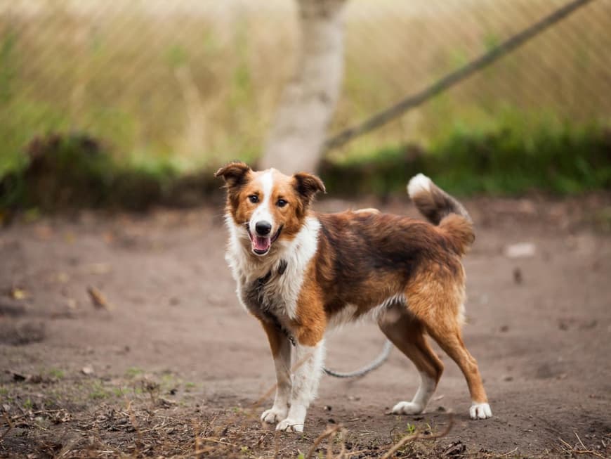 Schwierige Hunderassen sind zum Beispiel der Border Collie oder Beagle. Border Collie