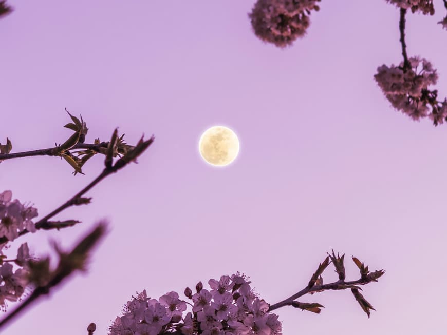 Der Pink Moon im April wirkt sich massiv auf unsere Gefühlswelt aus. Vollmond vor rosa Himmel