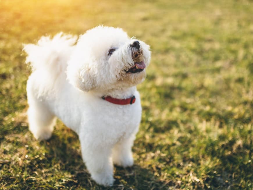 Ein Bichon Frisé ist schön kuschelig. Weißer Bichon Frisé guckt nach oben.