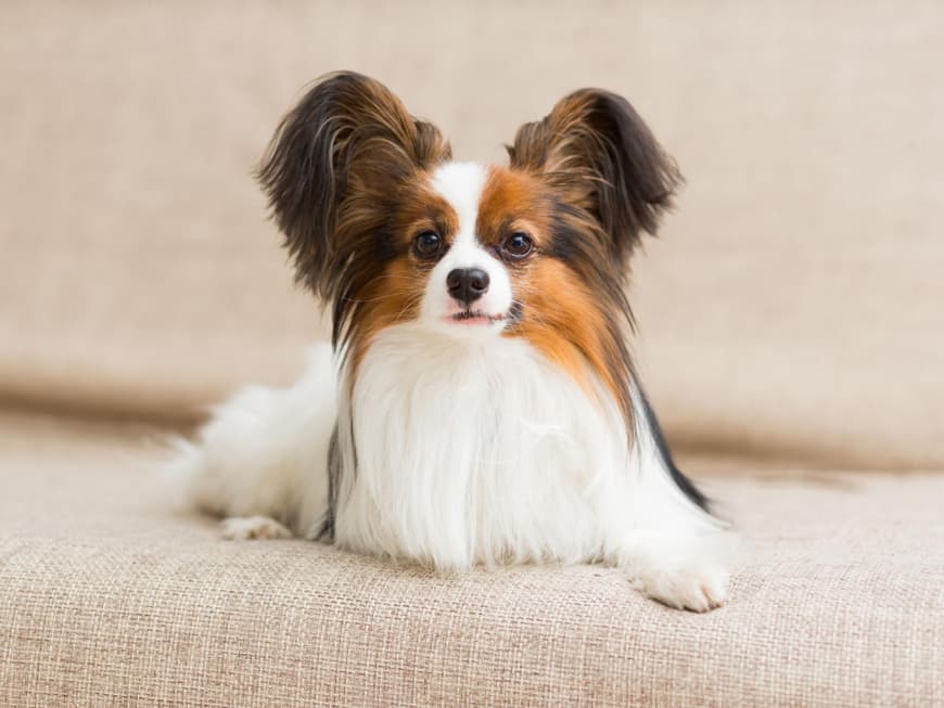 Der Papillon hat besonders große Ohren. Papillon mit weiß-braunem Fell.